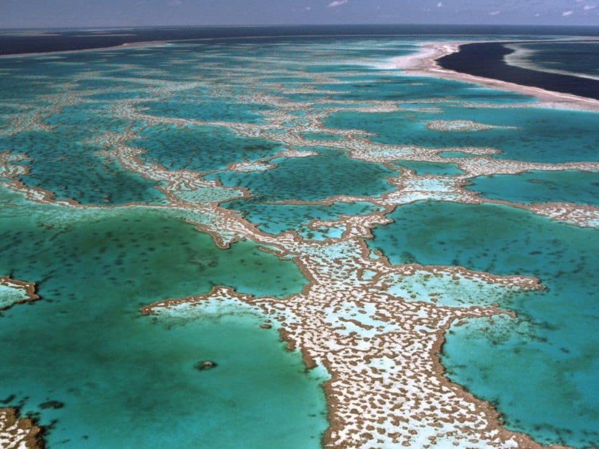 Add Great Barrier Reef to 'In Danger' List, UN Recommends, As Record Heat  Sparks Fears of Second Mass Bleaching Event