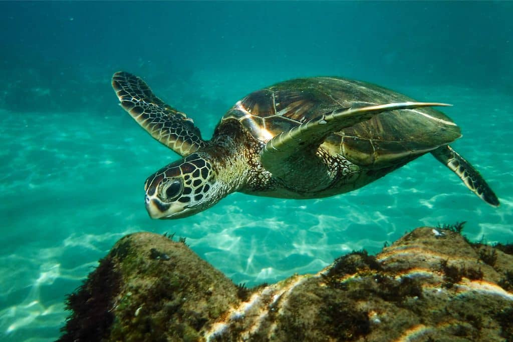 Why Sea Turtles Are Endangered