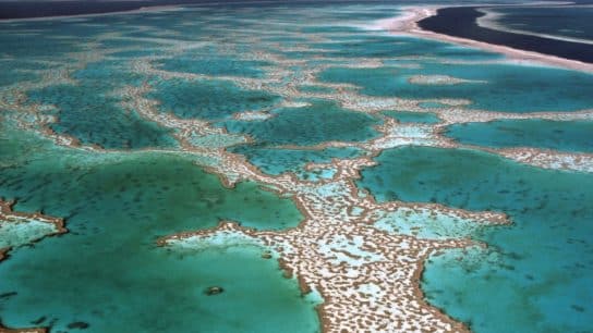 Add Great Barrier Reef to ‘In Danger’ List, UN Recommends, As Record Heat Sparks Fears of Second Mass Bleaching Event