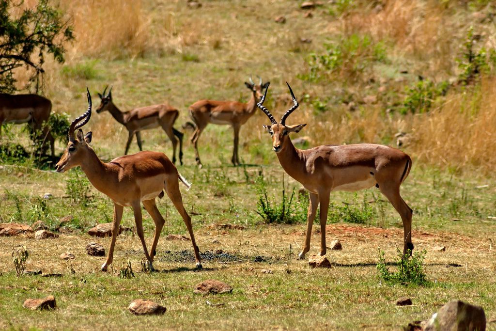 Right to Habitat: Can Wildlife Have Its Own Territory?