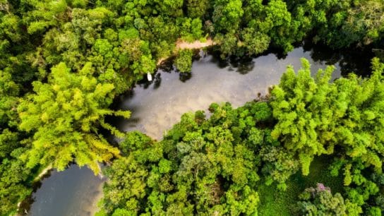 amazon Land Ownership; amazon rainforest