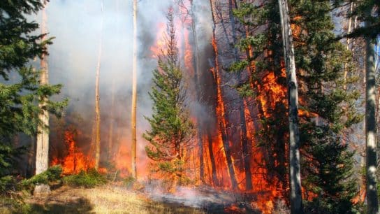 5 Sustainable Forest Management Strategies for Wildfire Prevention