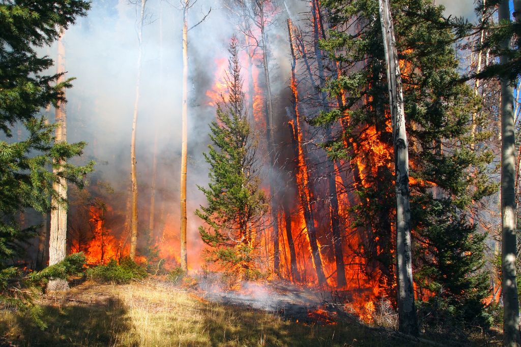 5 Sustainable Forest Management Strategies for Wildfire Prevention