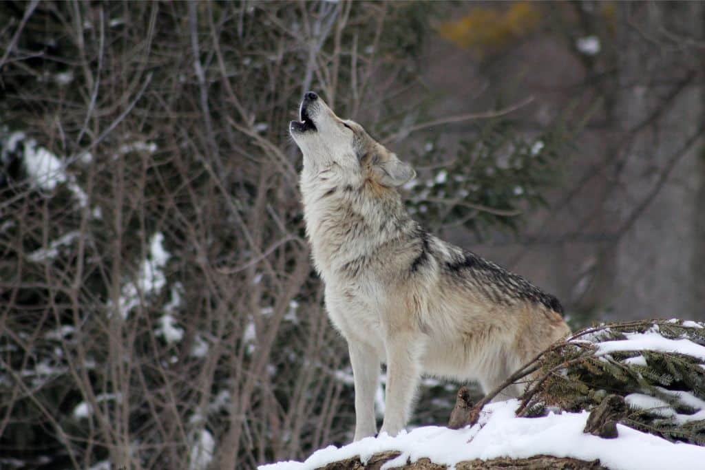 Animating the Carbon Cycle: Earth’s Animals Vital Allies in CO2 Storage