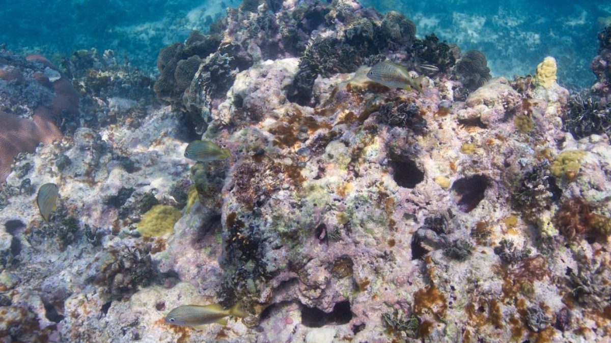 Coral Reef Degradation in Hawaii: Is Overtourism to Blame?