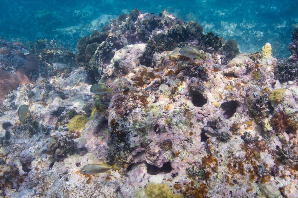 coral reef degradation in hawaii; dying coral reef; Tipping Points of Climate Change