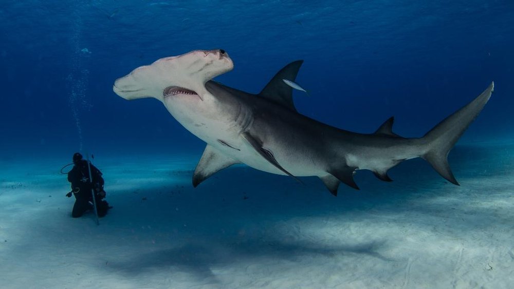 Great hammerhead shark in the Bahamas (photograph by Jim Abernethy for Shark Allies).