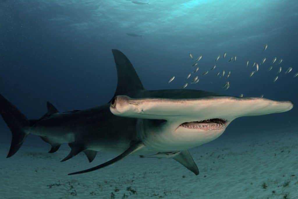 Great Hammerhead Shark: Endangered Species Spotlight