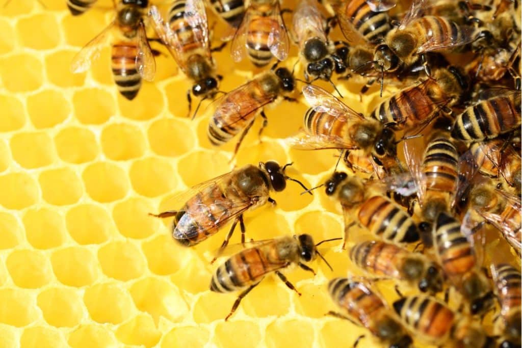 pollinators; honeybees; bees; bee hive; bee vaccine
