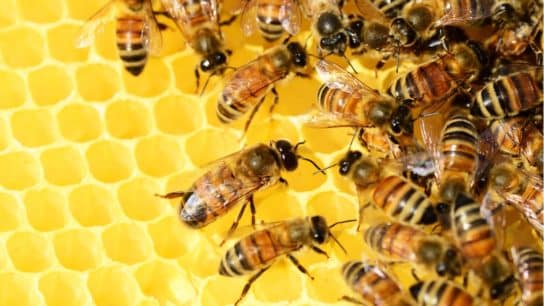 Scientists Develop World’s First Vaccine for Honeybees to Protect Pollinators From Deadly Disease