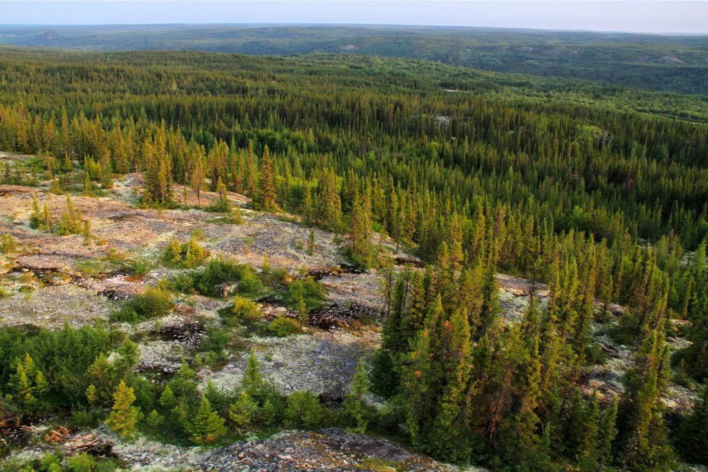 canada boreal forest; environmental issues in canada; deforestation in canada; carbon offset projects