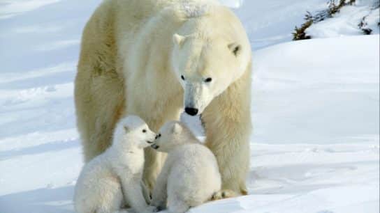 When Will Polar Bears Go Extinct?