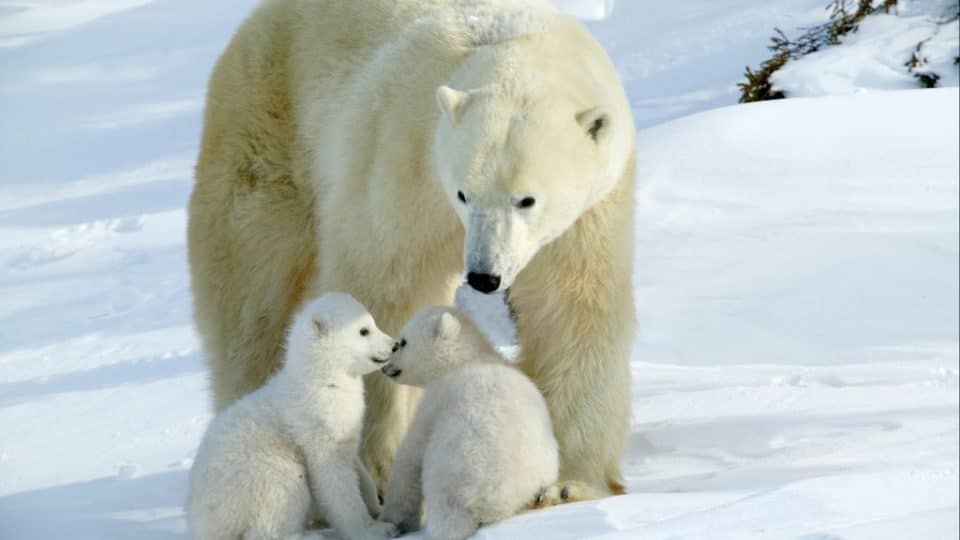 polar bears; facts about polar bears; international polar bear day