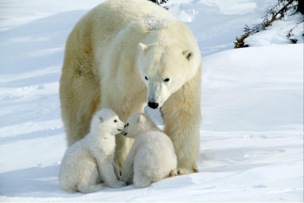polar bears; facts about polar bears; international polar bear day