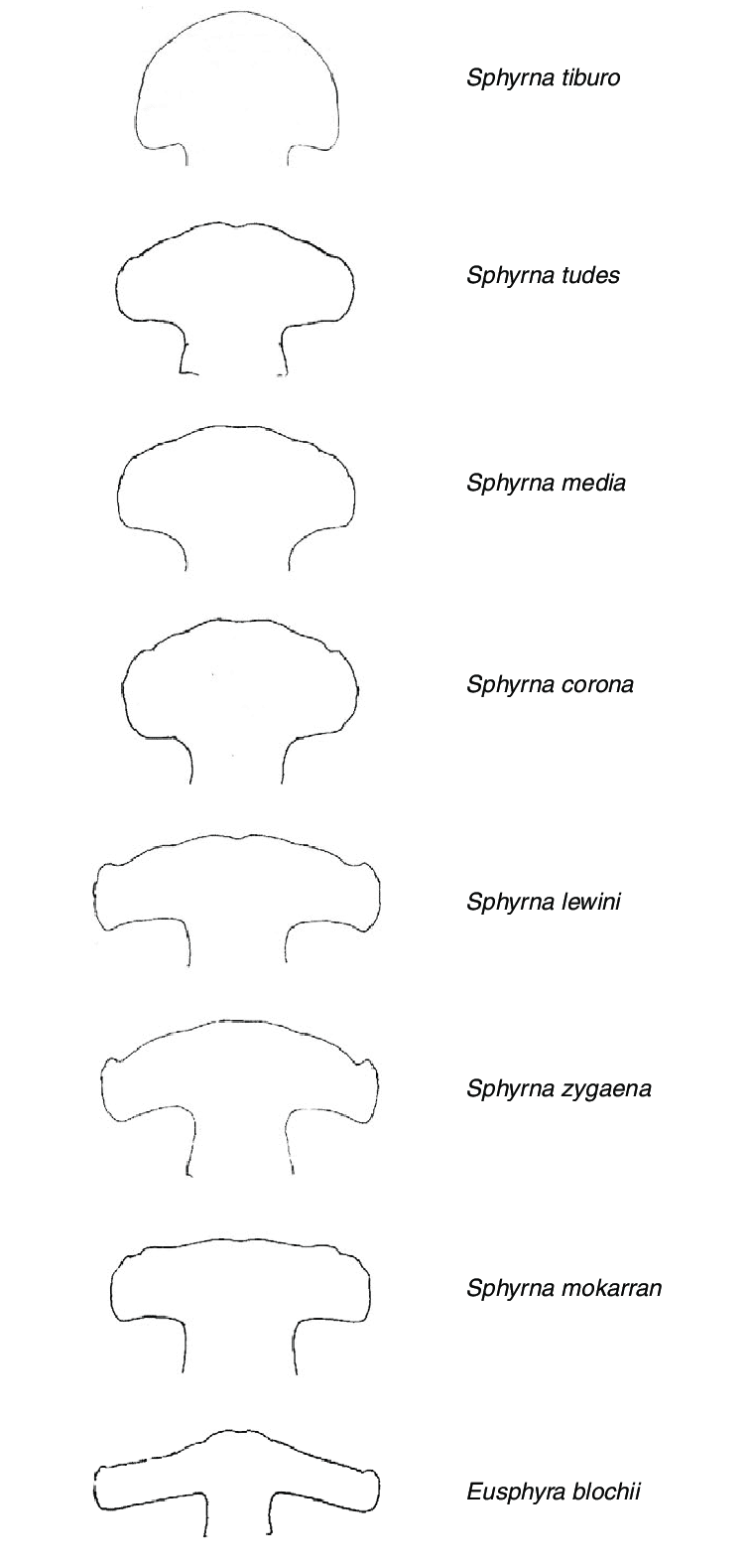 Head morphology of all great hammered shark species in the Sphyrnidae family (line drawings modified from Compagno, 1984).