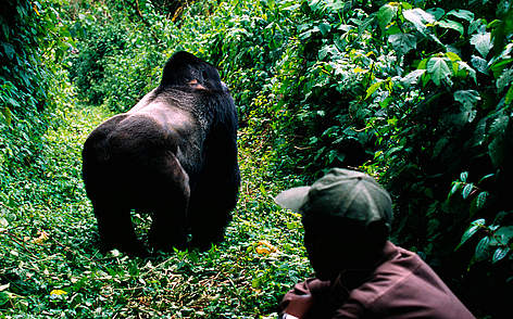 endangered eastern gorilla; eastern gorilla facts; Patrollers and park rangers are hired from local communities to provide alternative sources of incomes for locals that promote the protection of the environment and African wildlife (photograph courtesy of WWF).