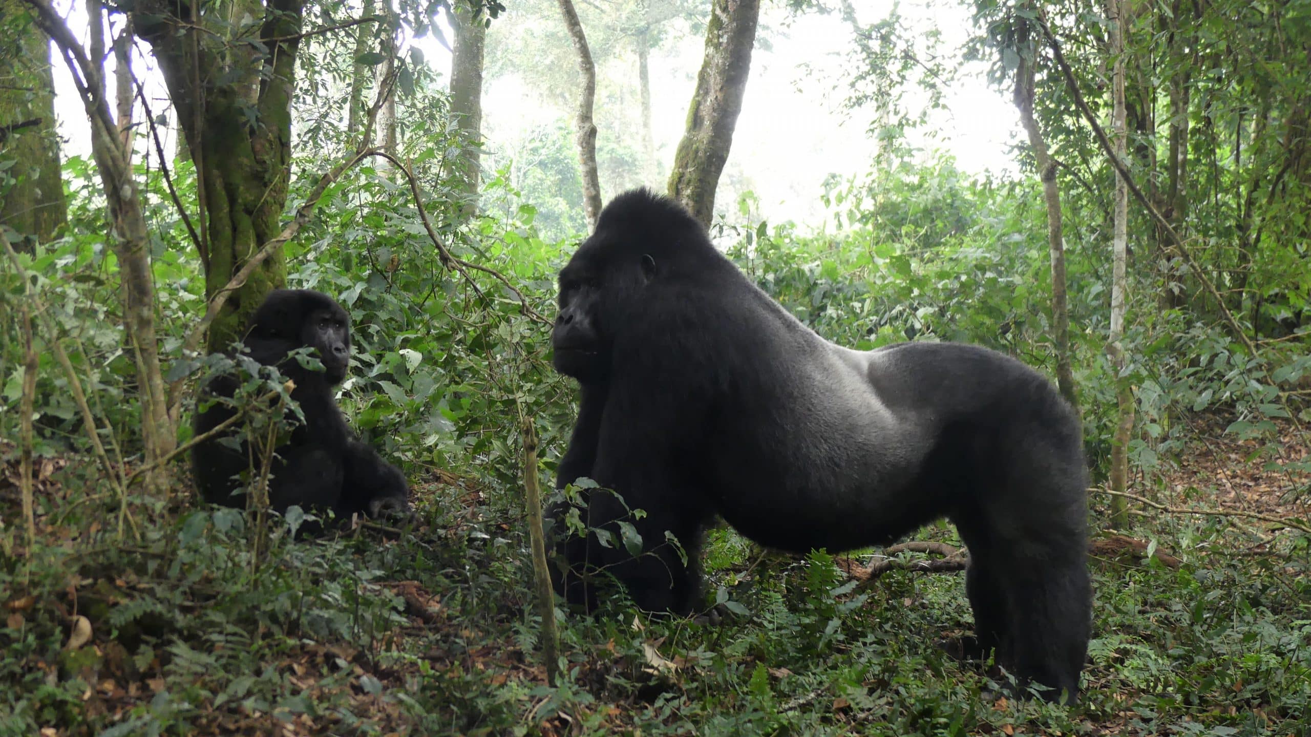 endangered eastern gorilla; eastern gorilla facts