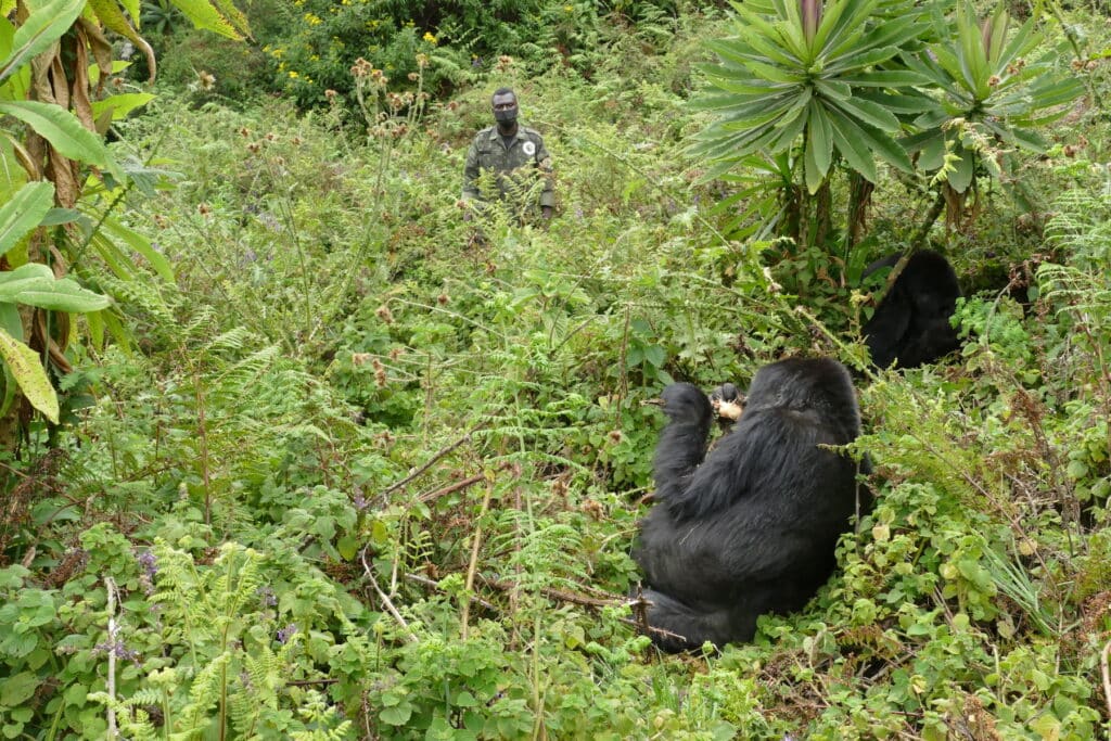 endangered eastern gorilla; eastern gorilla facts; Marcel Habumugisha, a gorilla tracker for the Dian Fossey Gorilla Fund, observes a gorilla group (photograph courtesy of the Dian Fossey Gorilla Fund).