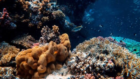 ocean life; coral reefs; fish conservation; endangered marine species