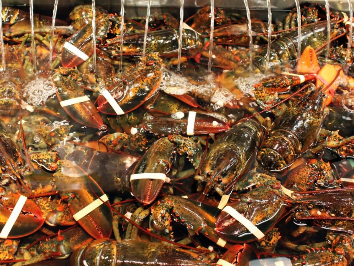 The Maine lobster industry sues California aquarium over a do-not-eat  listing - OPB
