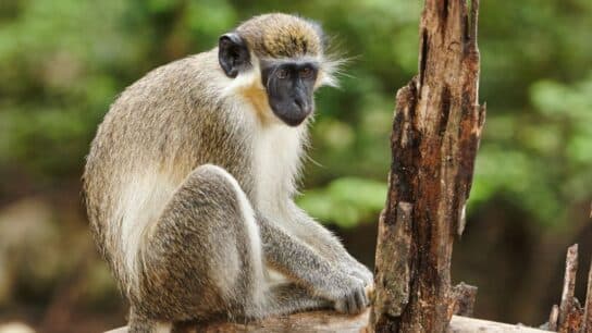 Experts Join Together to Offer Support to Stop Caribbean Monkey Cull