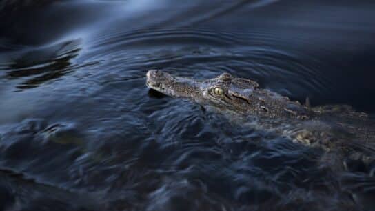 Siamese Crocodile: Endangered Species Spotlight