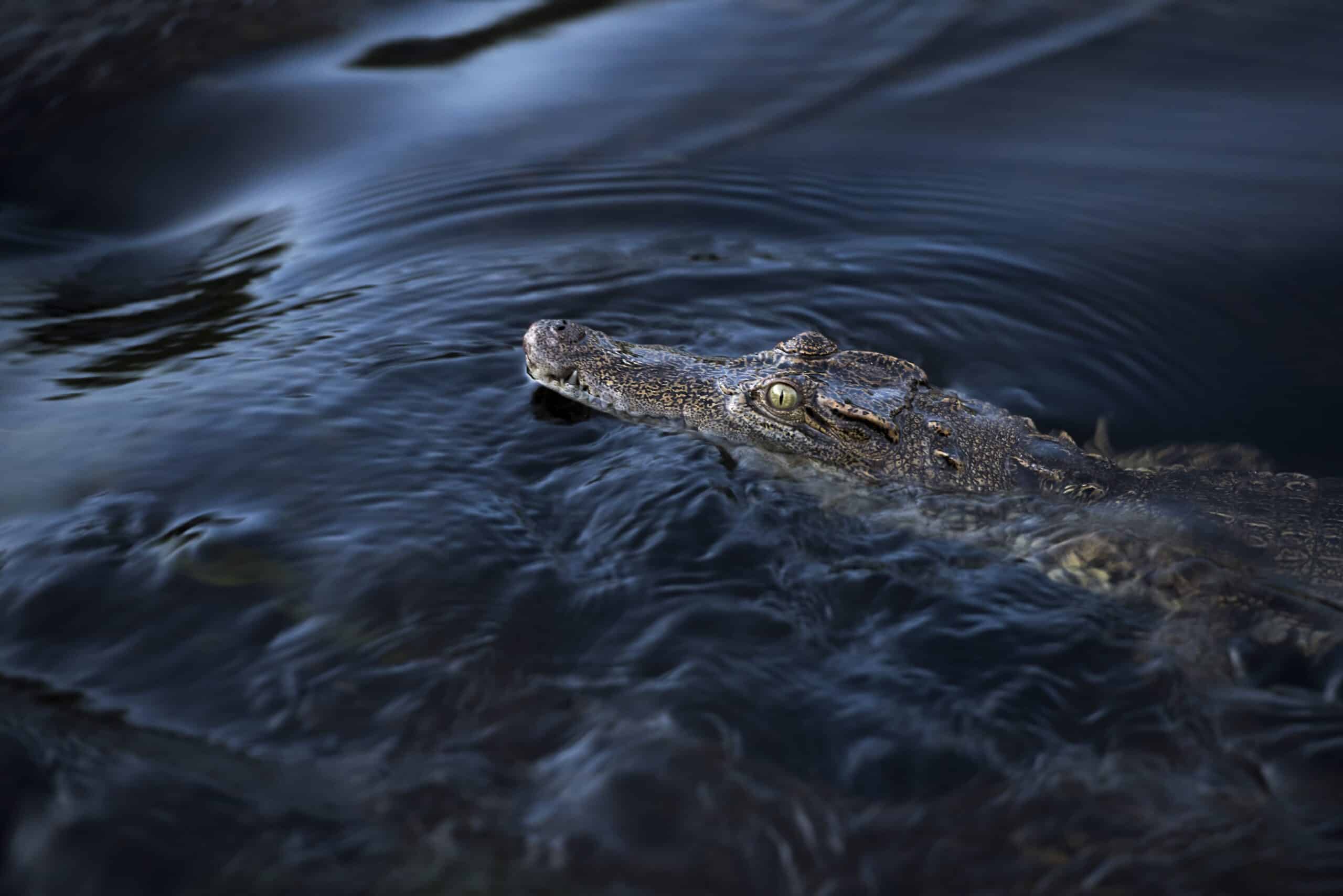 Critically Endangered Siamese Crocodiles Rescued! 