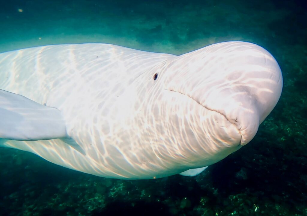 Watershed Moment: OneWhale Receives Support for Urgent Protection of Whales