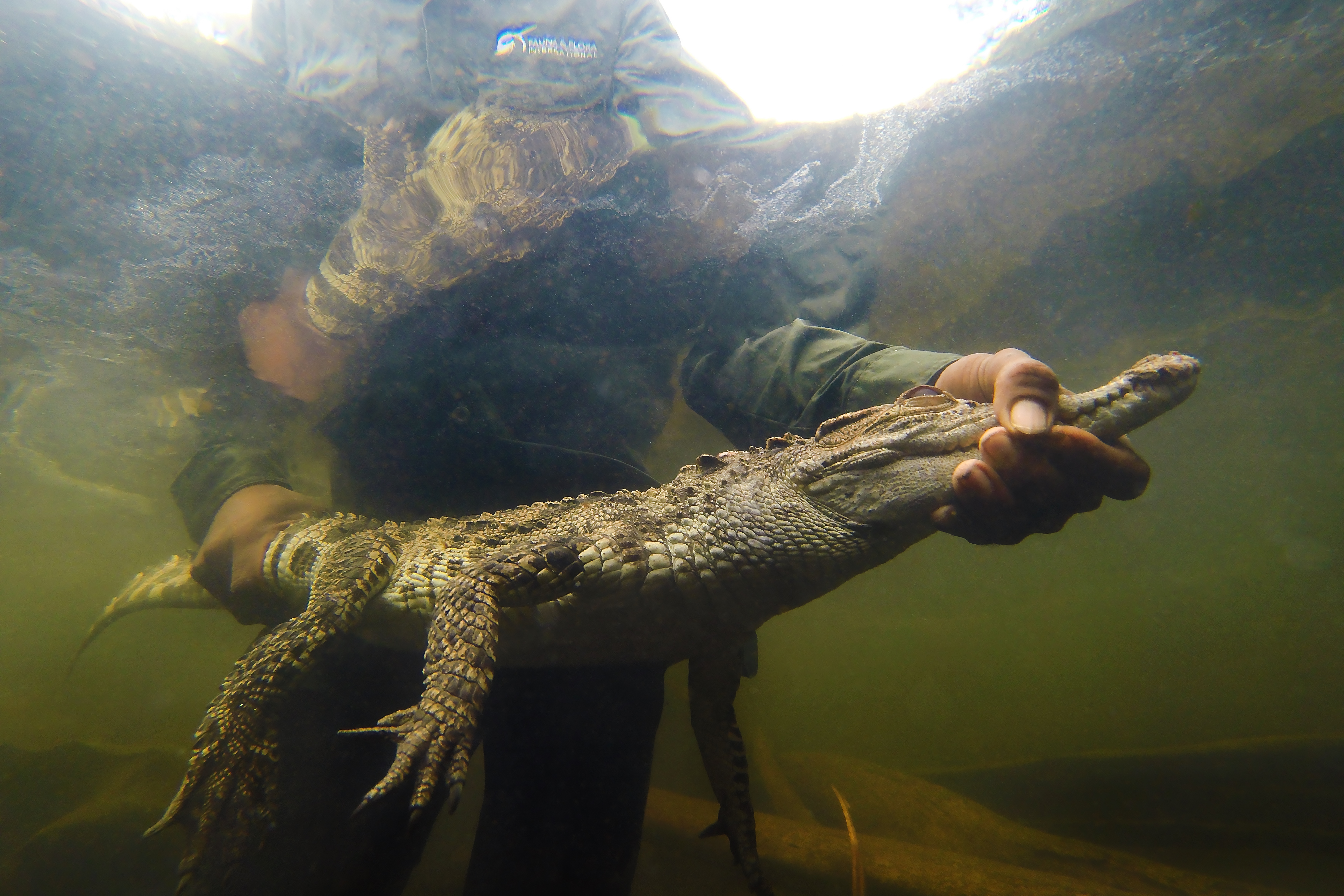 The release of a Siamese crocodile (photograph by Jeremy Holden for Flora and Fauna International).