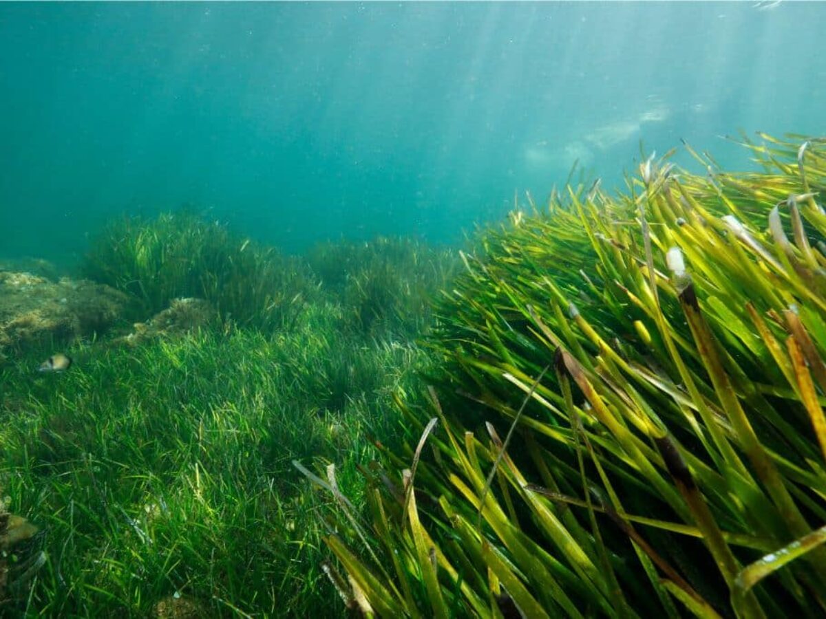 Disappearing Seagrass Protects Against Pathogens, Even Climate Change,  Scientists Find - The New York Times