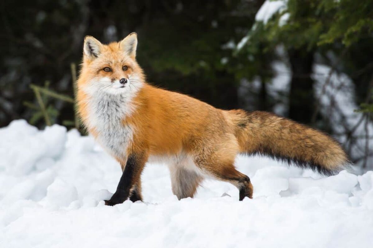 Human-Driven Speciation: Did We Cause the Red Fox to Evolve Itself
