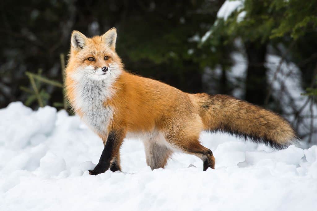 the fox by faith shearin answer key