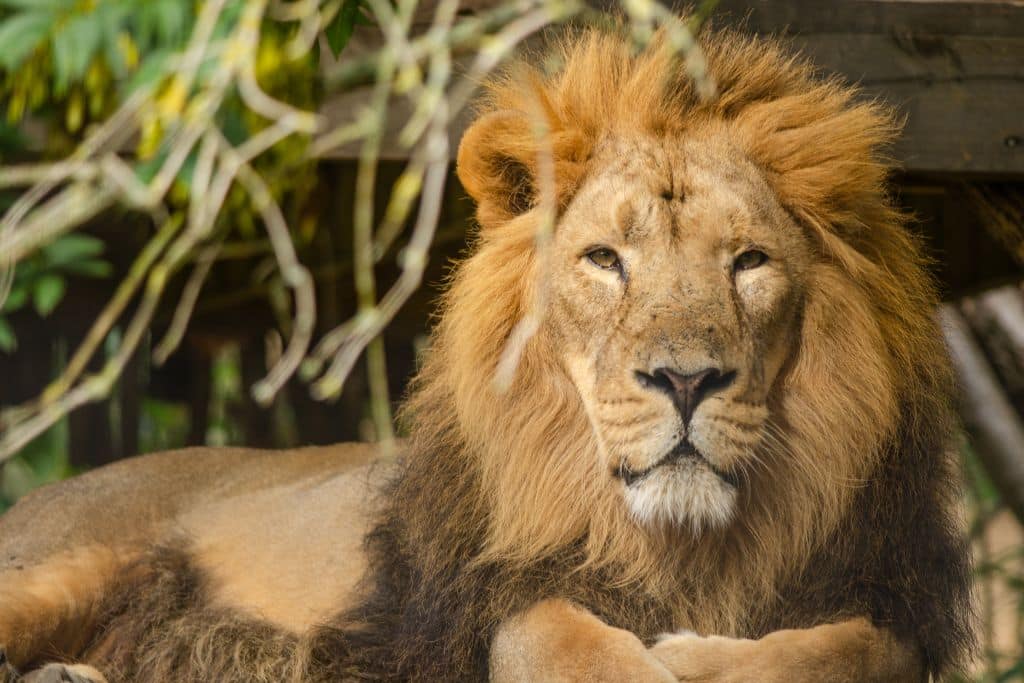 Asiatic Lion endangered species in India