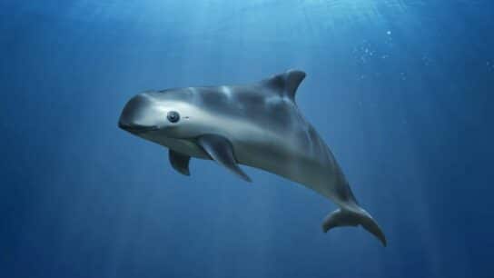 Mexico Excluded From Flora and Fauna Trade Due to ‘Inadequate’ Protection of the Vaquita Marina
