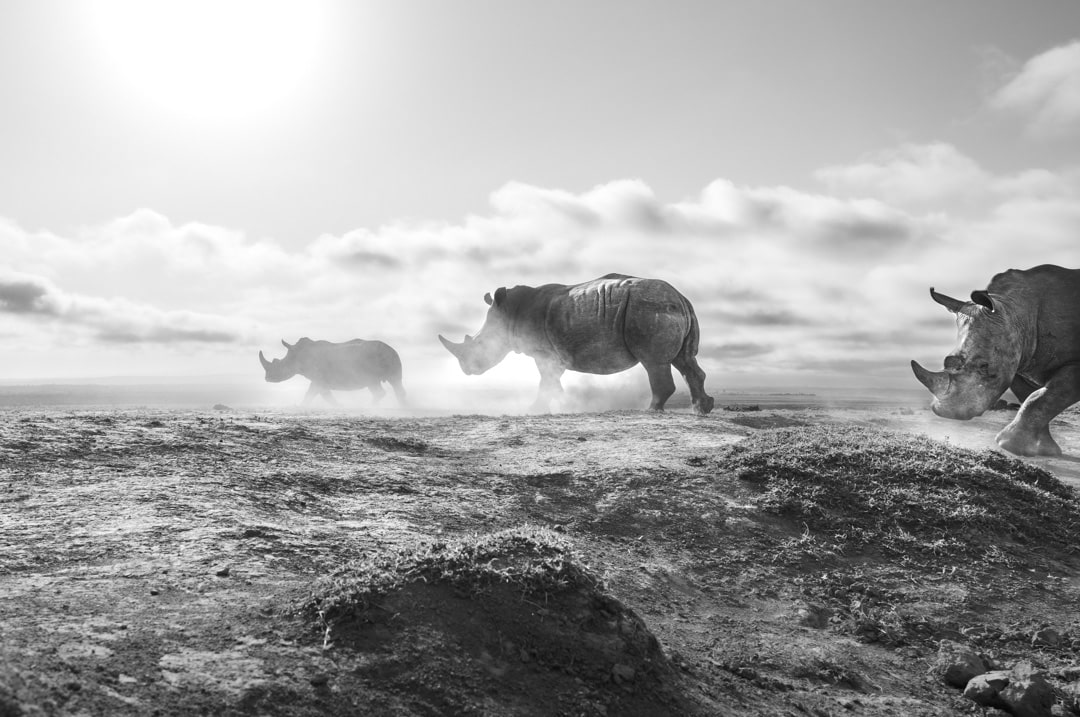 rhinos Chags Photography by Amish Chhagan