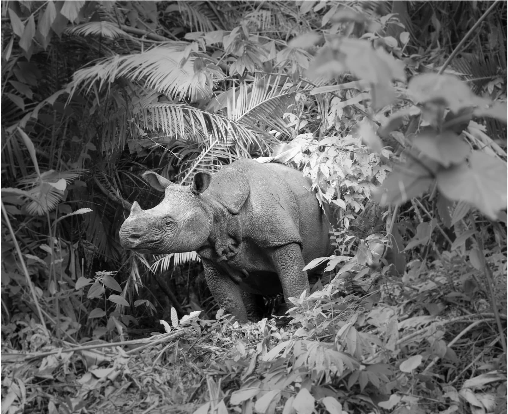 Javan Rhino in Indonesia. © Tobias Nolan