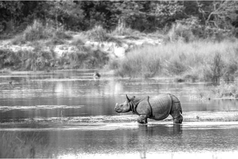 One horned rhino in India. © Patrice Correia