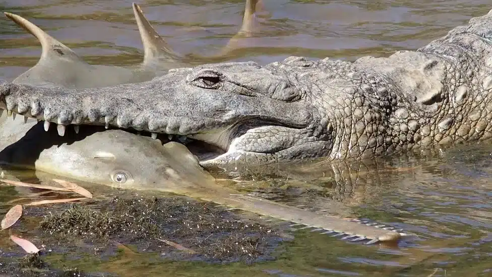 In a study by Murdoch University, Associate Professor David Morgan presented a photograph of a crocodile attacking a largetooth sawfish in Western Australia's Fitzroy River (photograph by Western Australia Department of Parks and Wildlife/EPA).