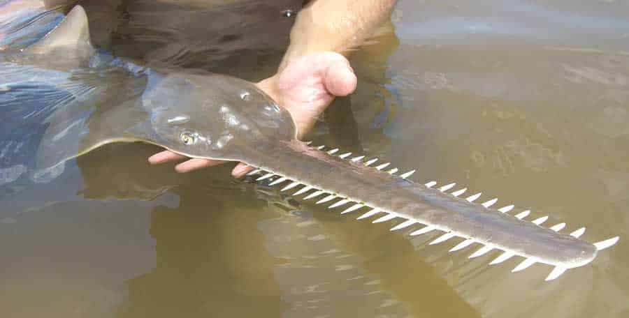 Tracking Critically Endangered Indo-Pacific subpopulation of Largetooth Sawfish Pristis pristis in the Kimberly region of northern Australia (photograph by David Morgan).