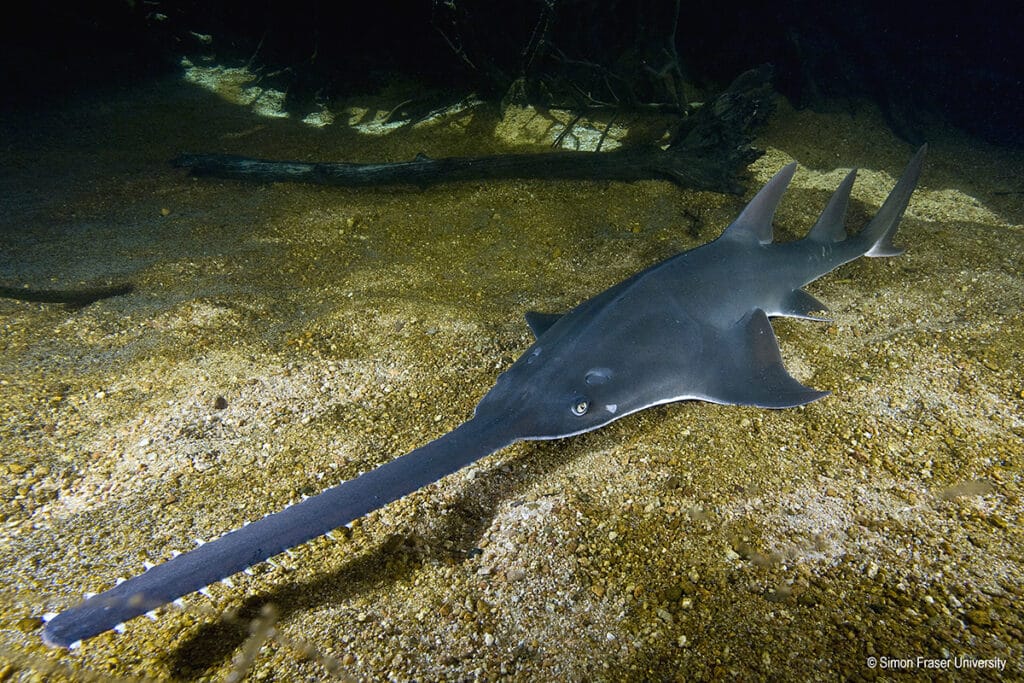 Largetooth Sawfish: Endangered Species Spotlight