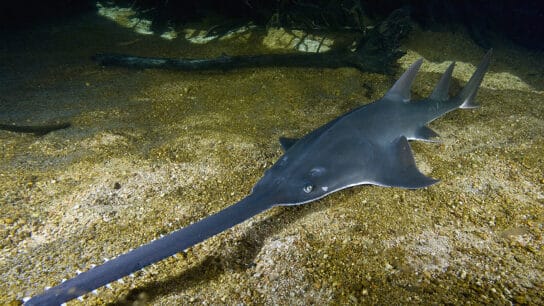 Largetooth Sawfish: Endangered Species Spotlight