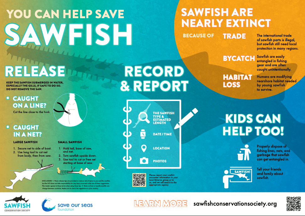 you can help save sawfish