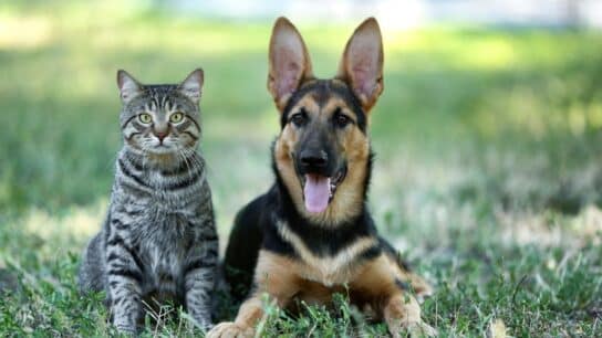The Environmental Impact of Pets: Working Towards Sustainable Pet Ownership