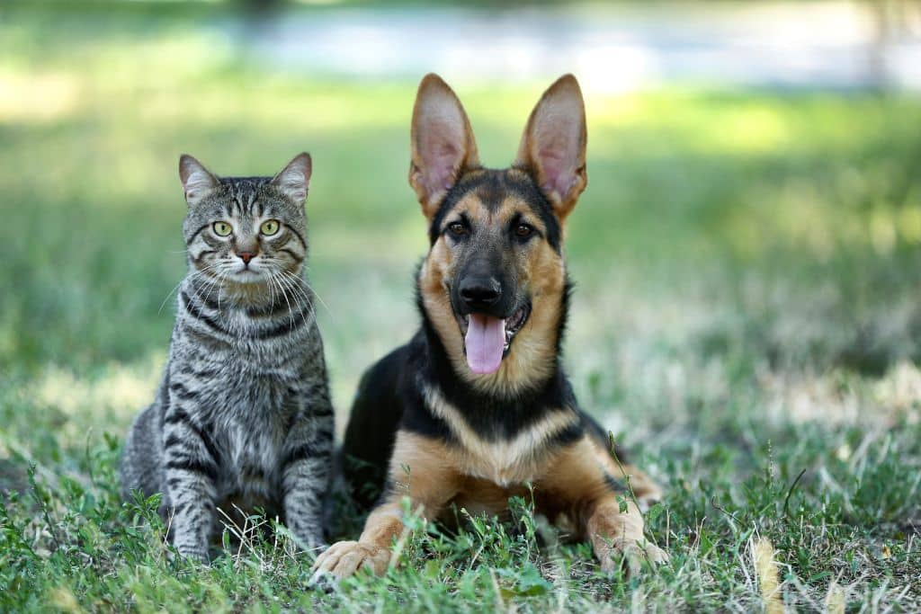 cat and dog in a park; environmental impact of pets