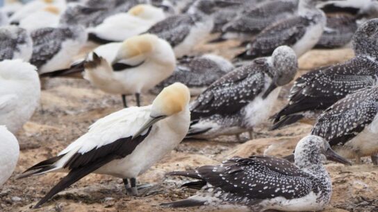 Unprecedented Avian Flu Outbreak Continues to Decimate Bird Populations