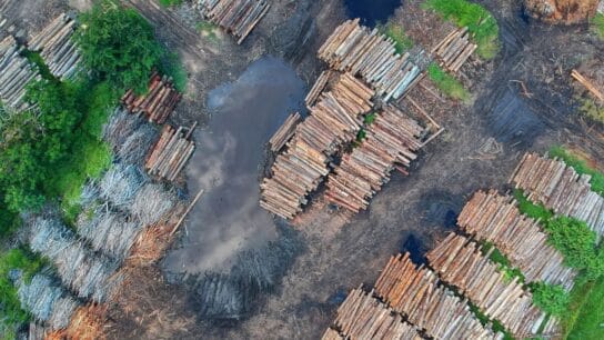 Tropical Primary Forest Loss Up 10% in 2022 Despite International Pledges to End Deforestation