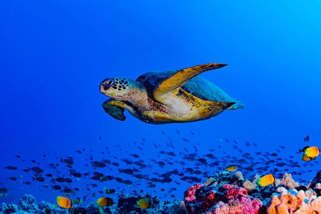 sea turtles; coral reefs