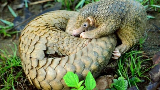 Ending the Illegal Pangolin Trade: A Case Study