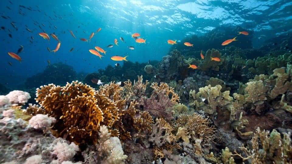 un high seas treaty; protect world's oceans; ocean; marine ecosystem