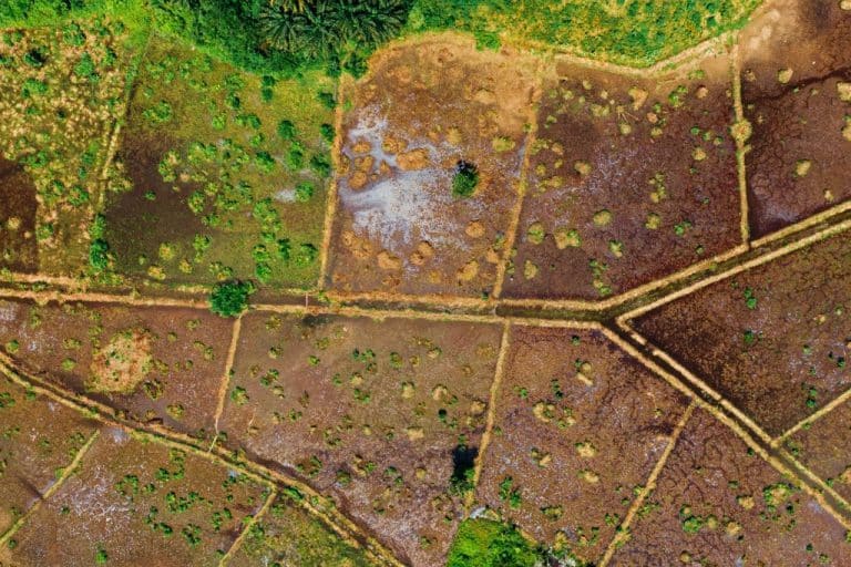 The Impact of Illegal Logging in Latin America | Earth.Org